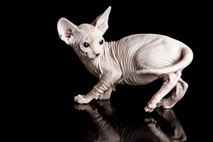 Sfinx - rasa de pisici din Sfinx - caracteristici ale rasei Sphynx