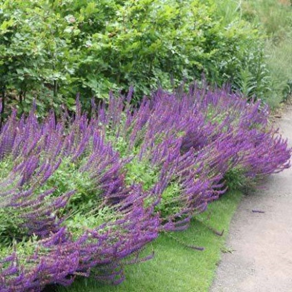 Salvia officinalis și alte tipuri de salvie