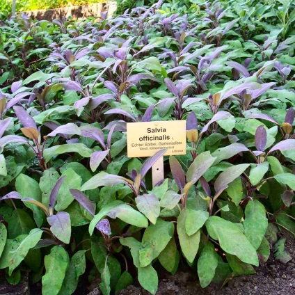 Salvia officinalis și alte tipuri de salvie