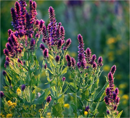 Salvia officinalis și alte tipuri de salvie