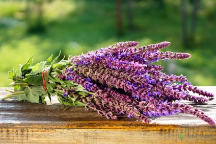 Salvia officinalis și alte tipuri de salvie