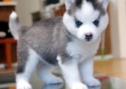 Puppy Husky gnaws mobilier cum să rezolve problema