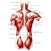 Cel mai larg mușchi din spate