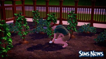 Sims 3 miracle plant (prezentare generală a plantei miracole în sims 3)