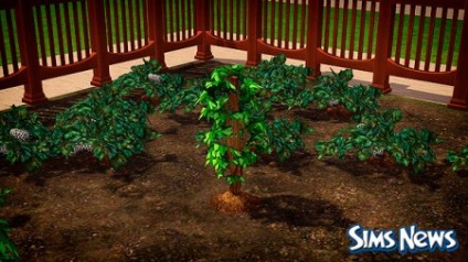 Sims 3 miracle plant (prezentare generală a plantei miracole în sims 3)