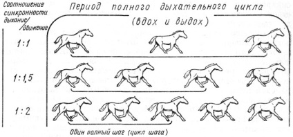 Sincronicitatea ritmurilor de respirație și mișcare în trottere 1978 carlsen g