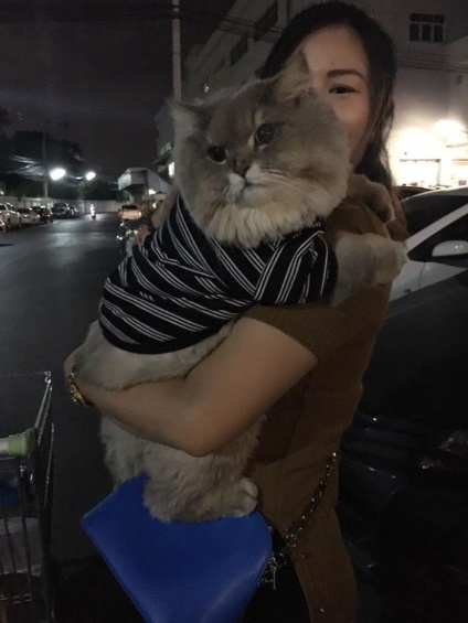 Mesés bolyhos macska BonBon állítja állapotát az új látnivalók Thai