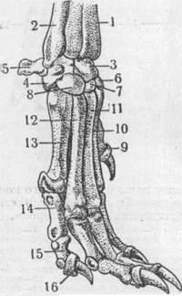 Scheletul extremităților toracice ale câinilor 1