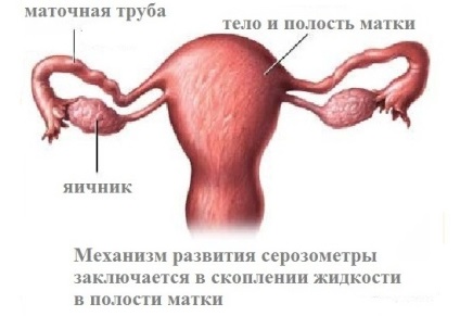 Acumularea de vitalitate în uter și trompele uterine