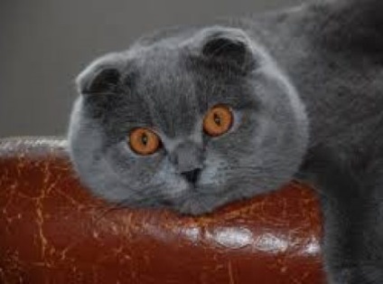 Scottish Fold (Scottish Fold)