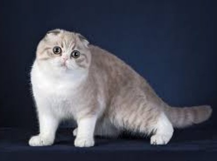 Scottish Fold (Scottish Fold)