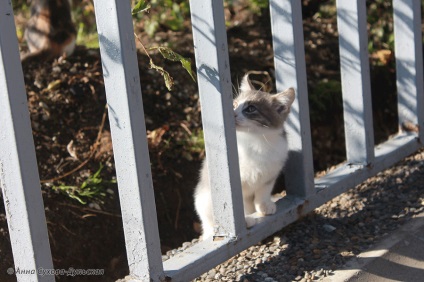 Pisici amuzante rusești - preferatele turiștilor 17 fotografii - xoxo - prelungim viața)