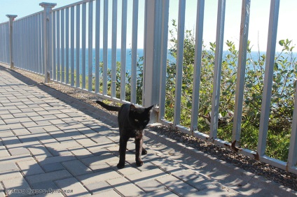 Vicces orosz tengeri macskák - háziállat turisták 17 fotók - xoxo - mi az élet meghosszabbítása)