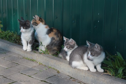 Pisici amuzante rusești - preferatele turiștilor 17 fotografii - xoxo - prelungim viața)