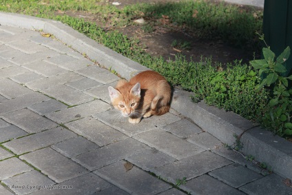 Vicces orosz tengeri macskák - háziállat turisták 17 fotók - xoxo - mi az élet meghosszabbítása)