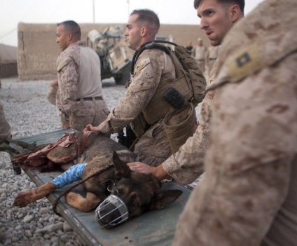 Kutya munkát Afganisztánban