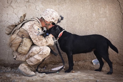 Munca câinilor în Afganistan