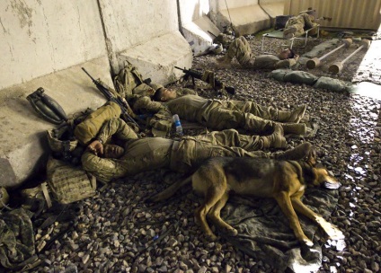 Kutya munkát Afganisztánban