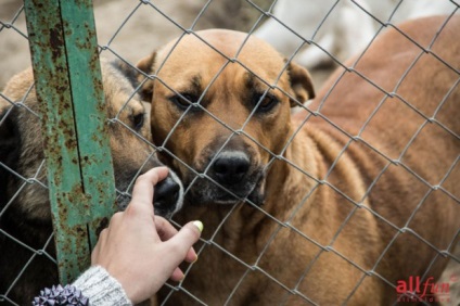 Un câine este un prieten al omului