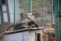 Un câine este un prieten al omului