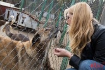 Un câine este un prieten al omului