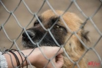 Un câine este un prieten al omului