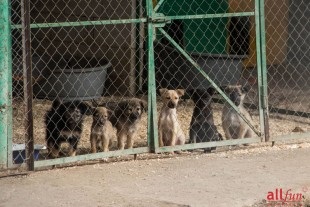 Un câine este un prieten al omului