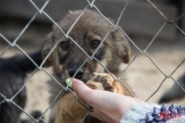 Un câine este un prieten al omului