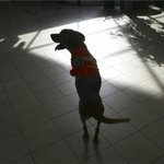 Un câine numit credință - prins într-o informație pe Internet despre câinele care sa rătăcit până la gât întrebă