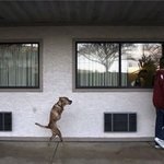 Un câine numit credință - prins într-o informație pe Internet despre câinele care sa rătăcit până la gât întrebă