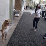 Un câine numit credință - prins într-o informație pe Internet despre câinele care sa rătăcit până la gât, a întrebat