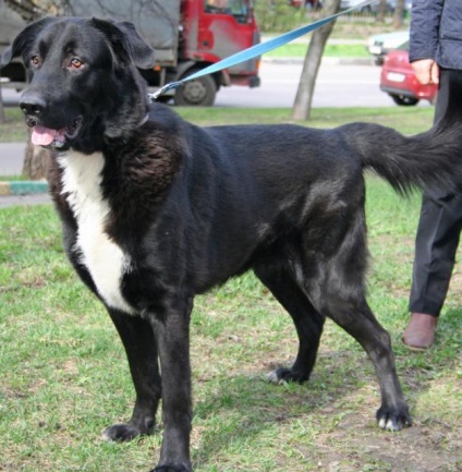 Un câine teddy caută o casă