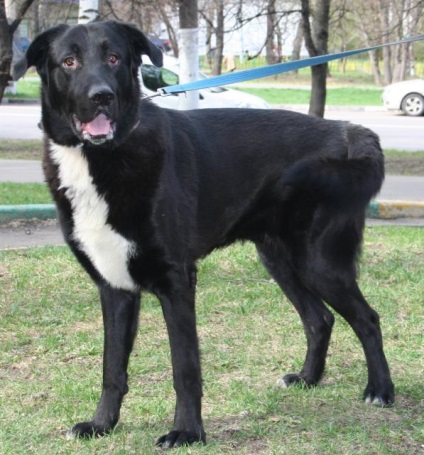 Un câine teddy caută o casă