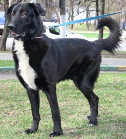 Un câine teddy caută o casă