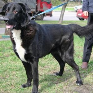 Un câine teddy caută o casă