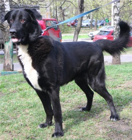 Un câine teddy caută o casă