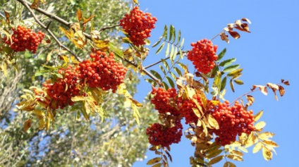 Visul visat un rowan într-un vis