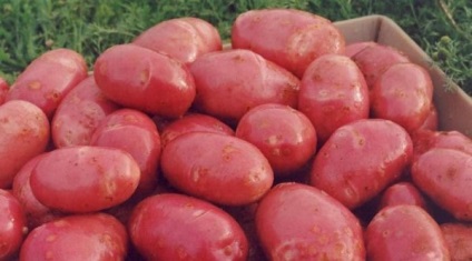 Varietatea caracteristicilor de aladină a cartofului și descrierea soiului, foto