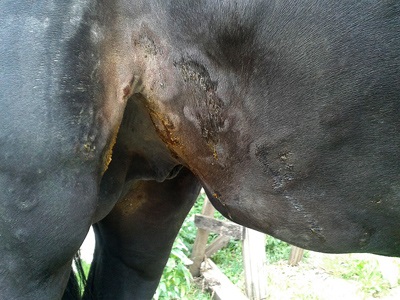 Directory mérgezési állatok allergiás lovak