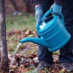 Termeni de însămânțare a semințelor de legume în sol deschis