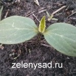 Termeni de însămânțare a semințelor de legume în sol deschis
