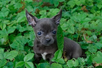 Standardul Chihuahua, mărimea Chihuahua