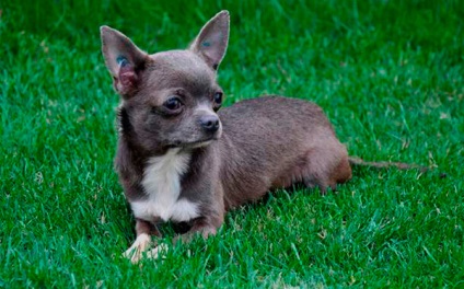 Standardul Chihuahua, mărimea Chihuahua