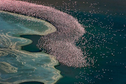 Flamingo de trandafir de țară (28 text de fotografie)