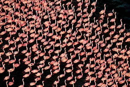 Flamingo de trandafir de țară (28 text de fotografie)