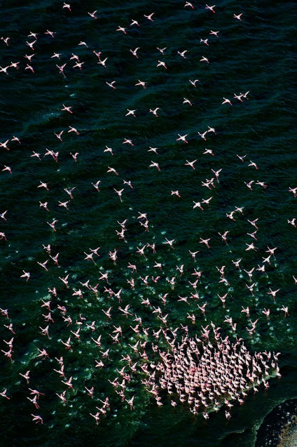 Flamingo de trandafir de țară (28 text de fotografie)