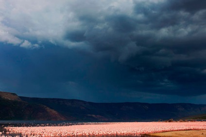 Flamingo de trandafir de țară (28 text de fotografie)