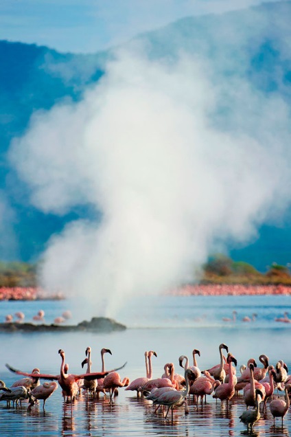 Flamingo de trandafir de țară (28 text de fotografie)