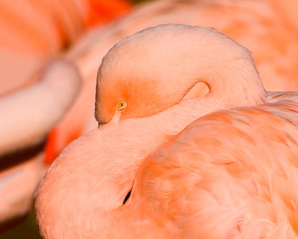 Flamingo de trandafir de țară (28 text de fotografie)