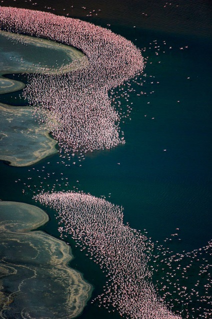 Flamingo de trandafir de țară (28 text de fotografie)